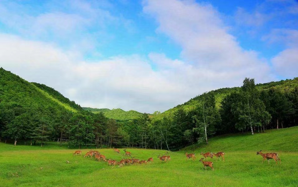 金山鹿苑風(fēng)光